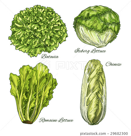 Cabbage and lettuce vegetable isoletad sketch 29682300