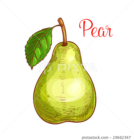 Green pear fruit with leaf isolated sketch - Stock Illustration ...