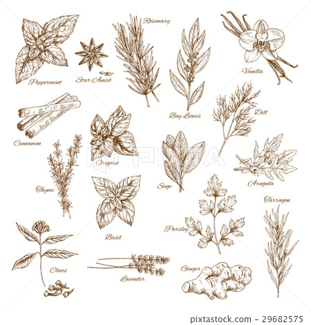 Herbs, spices and leaf vegetable sketch poster 29682575