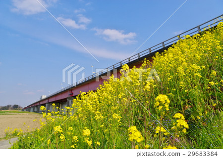 Bridge of rape blossoms blooming on the bank and Arakawa 29683384