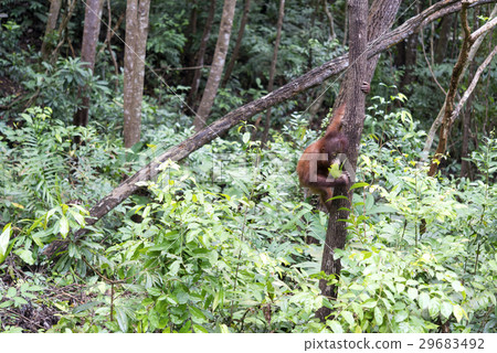 Children's orang utan Children's orang utan 29683492