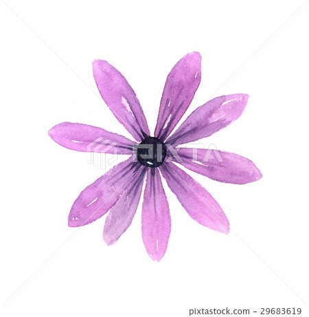 Lilac Daisy watercolor Lilac Daisy watercolor 29683619