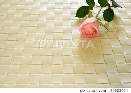 Rose 29683654