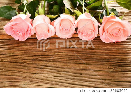 玫瑰花 玫瑰花 29683661