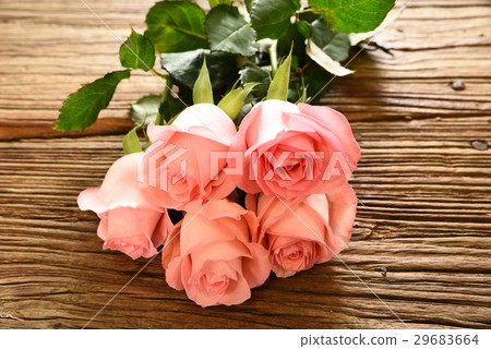 Rose 29683664