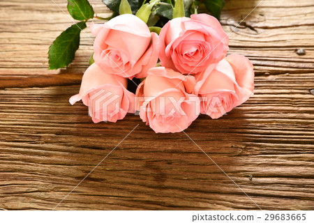 Rose Rose 29683665