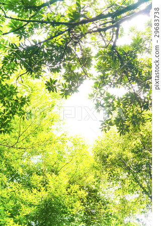 Sunlight leaf jungle 29683738