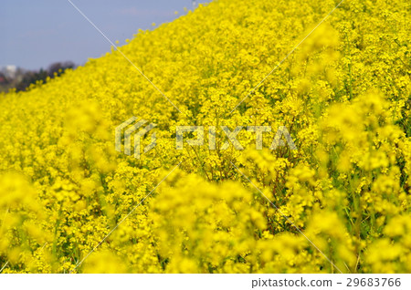 Nanohana flower bloomed in front of the bank Nanohana flower bloomed in front of the bank 29683766