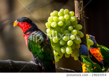 Black-capped lory 29683954