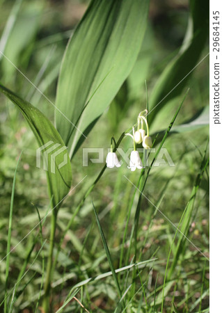 lilies of the valley lilies of the valley 29684145