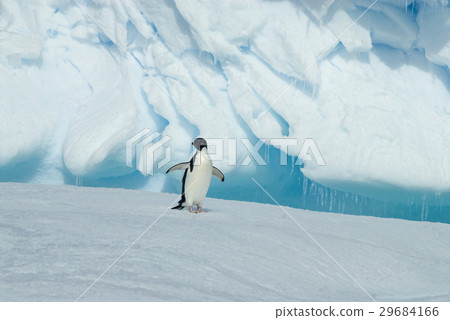Adelie Penguin on iceberg 29684166