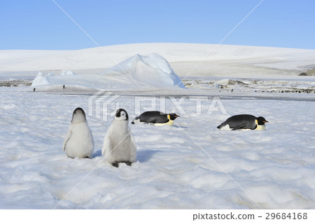 Beautiful view of icebergs Snow Hill Antarctica 29684168
