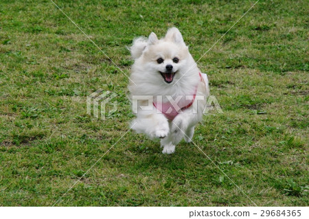 Running dog Running dog 29684365