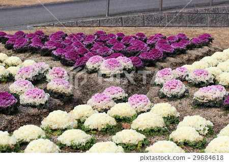 Flower bed of leafy peony Flower bed of leafy peony 29684618