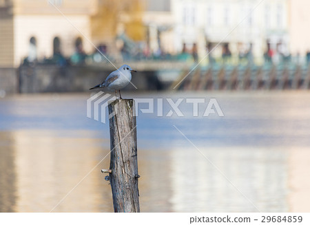 White gull is standing on a wooden pile White gull is standing on a wooden pile 29684859