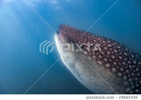 Whale Shark close up underwater portrait eating plancton Whale Shark close up underwater portrait eating plancton 29685436