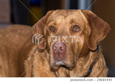 adult brown dog look at you 29685445