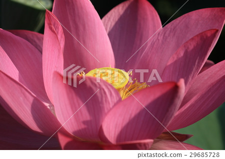 Lotus Lotus 29685728