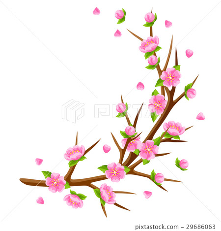 Spring branch of tree and sakura flowers. Seasonal Spring branch of tree and sakura flowers. Seasonal 29686063