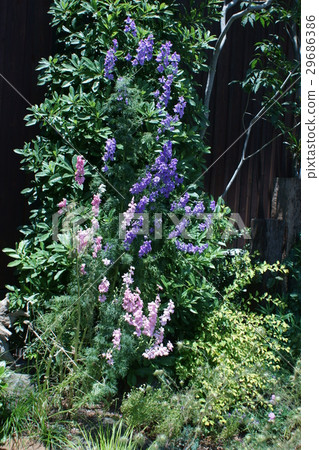 Hayen's grasshire northern flower language is "merry" 29686386