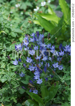 Princess Agapanthus Broadia flower language is "light love" 29686412