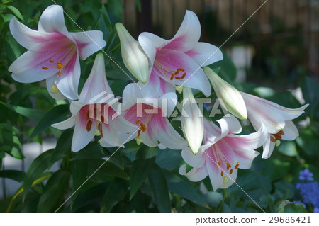 尤里東方雜交花語言是“高貴” 29686421