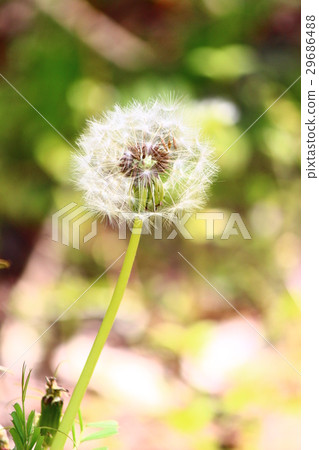 Dandelion's fluff 29686488