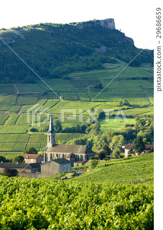 Vergisson with vineyards, Burgundy, France 29686659