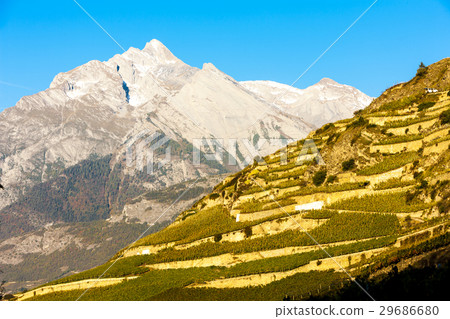 vineyards in Sion region, Switzerland vineyards in Sion region, Switzerland 29686680