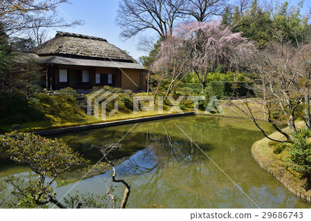 Katsura Imperial Palace Lolita Breasted cherry tree Katsura Imperial Palace Lolita Breasted cherry tree 29686743
