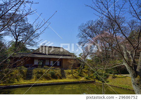 Katsura Imperial Palace Lolita Breasted cherry tree Katsura Imperial Palace Lolita Breasted cherry tree 29686752