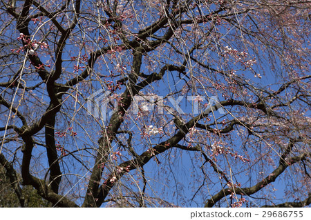 Katsura皇宮Lolita Breasted櫻桃樹 29686755