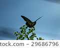 Butterfly 001 29686796