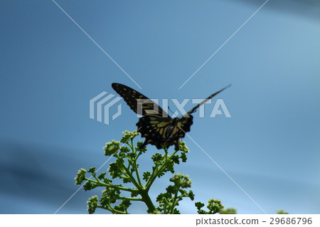 Butterfly 001 Butterfly 001 29686796