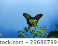 Butterfly 002 29686799