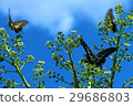 Butterfly 004 29686803
