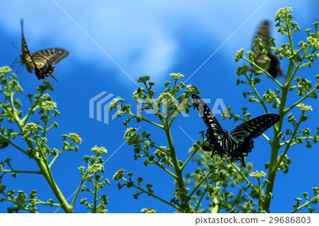 蝴蝶004 蝴蝶004 29686803