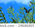 Butterfly 005 29686805