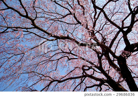 Old red branched cherry blossoms bloom 29686836
