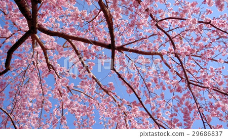Old red branched cherry blossoms bloom Old red branched cherry blossoms bloom 29686837