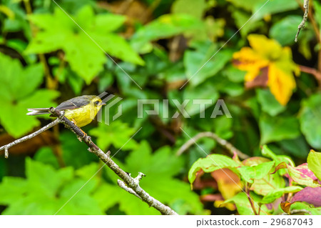 Yellow-bellied Fairy-flycatcher Yellow-bellied Fairy-flycatcher 29687043