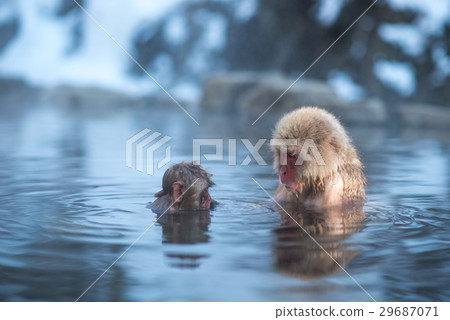 Japanese snow monkey at snow monkey park Japanese snow monkey at snow monkey park 29687071
