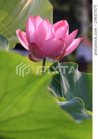 荷花 29687075