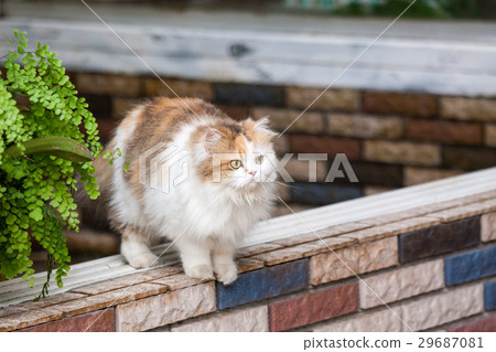貓咪 29687081