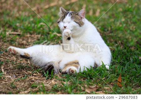 Smiling cat Smiling cat 29687083
