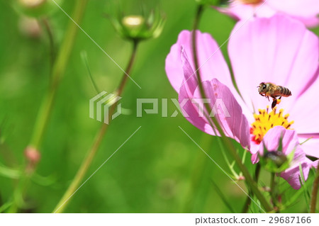 波斯菊 29687166