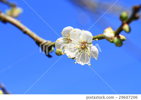 梅花 29687206