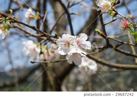 櫻花 櫻花 29687242