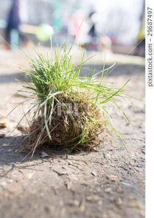 Green grass with roots on the ground Green grass with roots on the ground 29687497