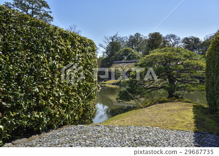 Katsura Rikyu Sumiyoshi's pine 29687735